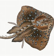 Afbeeldingsresultaten voor "raja Radiata". Grootte: 178 x 185. Bron: fineartamerica.com