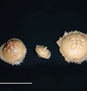 Image result for "radiella Hemisphaerica". Size: 177 x 185. Source: www.marinespecies.org