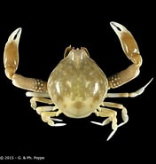 Afbeeldingsresultaten voor Myra fugax. Grootte: 176 x 185. Bron: www.crustaceology.com
