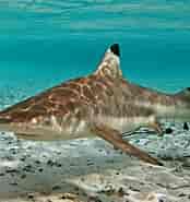 Black Tip Sharks Info 的图像结果.大小：174 x 185。 资料来源：www.tetiaroasociety.org