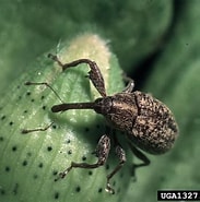 Image result for Clausophyes galeata Familie. Size: 183 x 185. Source: panorama-agro.com