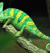 Résultat d’image pour Le caméléon Animal. Taille: 176 x 185. Source: www.pinterest.ca