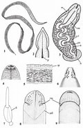Image result for Malacobdella grossa Order. Size: 120 x 185. Source: www.researchgate.net