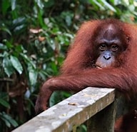 Image result for Borneo Kathai. Size: 192 x 185. Source: www.vlogexpedition.com