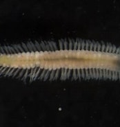 Image result for "ophryotrocha Longidentata". Size: 174 x 185. Source: starrydeepsea.org