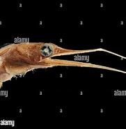 Image result for "nemichthys Curvirostris". Size: 181 x 185. Source: www.alamy.com