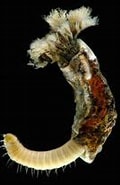Image result for Gestekelde zandkokerworm. Size: 120 x 175. Source: www.coastalwiki.org
