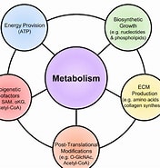 Image result for Cell Metabolism. Size: 176 x 185. Source: www.researchgate.net