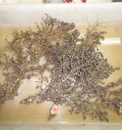 Afbeeldingsresultaten voor Acanthogorgiidae. Grootte: 175 x 185. Bron: observation.org