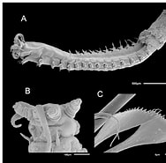 Afbeeldingsresultaten voor Paradiopatra Fiordica Familie. Grootte: 188 x 185. Bron: www.researchgate.net