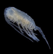 Image result for "pseudodiaptomus Hessei". Size: 182 x 185. Source: www.marinespecies.org
