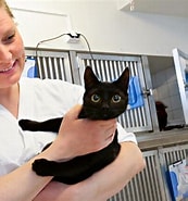 Image result for veterinærer. Size: 173 x 185. Source: www.aftenposten.no