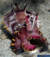 Image result for "apistobranchus Tullbergi". Size: 163 x 185. Source: www.poppe-images.com