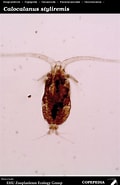 Image result for Calocalanus Minor Onderklasse. Size: 120 x 185. Source: www.st.nmfs.noaa.gov