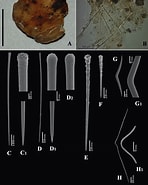 Image result for Clathria Microciona bitoxa Klasse. Size: 148 x 185. Source: www.researchgate.net
