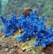 Image result for Haliclona Viridis. Size: 180 x 185. Source: www.chaloklum-diving.com