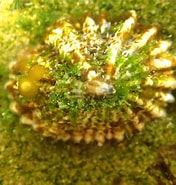 Image result for Siphonaria zelandica. Size: 176 x 185. Source: www.inaturalist.org
