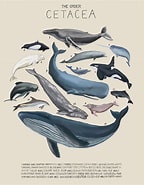 Image result for Cetacea. Size: 144 x 185. Source: www.pinterest.com