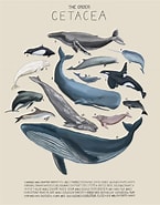 Image result for Cetacea. Size: 145 x 185. Source: www.pinterest.com