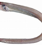 Image result for Pseudophichthys splendens Order. Size: 174 x 185. Source: www.researchgate.net