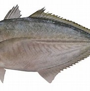 Image result for Alepes. Size: 182 x 155. Source: fishider.org