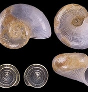Image result for Skenea serpuloides Feiten. Size: 176 x 185. Source: www.idscaro.net