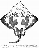 Image result for "raja Hyperborea". Size: 151 x 185. Source: fishbiosystem.ru