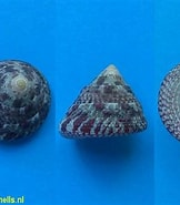 Image result for "clathrocorys Teuscheri". Size: 162 x 185. Source: www.fossilshells.nl