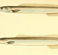 Afbeeldingsresultaten voor "gymnammodytes Cicerelus". Grootte: 194 x 185. Bron: animal.memozee.com