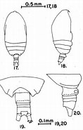 Afbeeldingsresultaten voor Acrocalanus andersoni Klasse. Grootte: 118 x 185. Bron: copepodes.obs-banyuls.fr