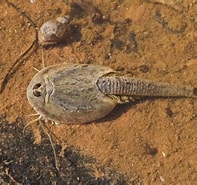 Image result for "augaptilus Longicaudatus". Size: 197 x 185. Source: www.flickr.com