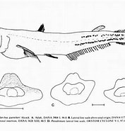 Afbeeldingsresultaten voor Scopelarchus michaelsarsi Stam. Grootte: 177 x 185. Bron: fishesofaustralia.net.au