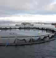 Billedresultat for Akvakultur. størrelse: 181 x 141. Kilde: xn--kologiskfisk-ujb.dk