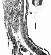 Afbeeldingsresultaten voor "actinotrocha Pallida". Grootte: 174 x 185. Bron: www.researchgate.net