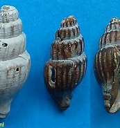 Afbeeldingsresultaten voor "oenopota Turricula". Grootte: 173 x 185. Bron: www.fossilshells.nl