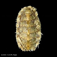 Image result for Acanthochitonidae. Size: 184 x 185. Source: www.conchology.be