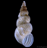 Image result for "epitonium Clathratulum". Size: 181 x 185. Source: www.conchology.be