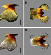 Afbeeldingsresultaten voor "sepietta Neglecta". Grootte: 172 x 185. Bron: www.researchgate.net