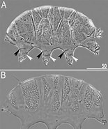 Image result for Echiniscus elegans familie. Size: 155 x 185. Source: www.researchgate.net