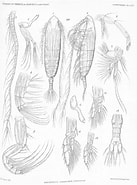 Afbeeldingsresultaten voor "haloptilus Major". Grootte: 137 x 185. Bron: www.marinespecies.org