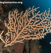 Image result for Eunicella verrucosa Phylum. Size: 177 x 185. Source: www.biologiamarina.org