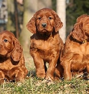 Image result for Irish Setter AKC. Size: 175 x 185. Source: marketplace.akc.org
