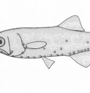Image result for "centrobranchus Nigroocellatus". Size: 180 x 171. Source: fishbiosystem.ru