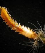 Afbeeldingsresultaten voor Sabellariidae Wikipedia. Grootte: 156 x 185. Bron: alchetron.com