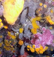 Afbeeldingsresultaten voor "spongia Virgultosa". Grootte: 177 x 185. Bron: doris.ffessm.fr