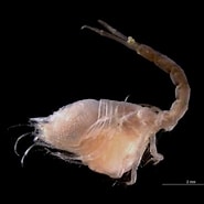Image result for Diastylis tumida. Size: 185 x 185. Source: www.flickr.com