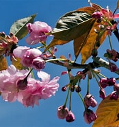 Bildresultat för Japanische Blütenkirsche Dunklem Braun. Storlek: 174 x 185. Källa: www.fotocommunity.de