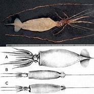 Image result for Batoteuthis skolops Familie. Size: 185 x 185. Source: insider.si.edu