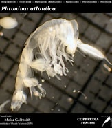 Image result for "Phronima Atlantica". Size: 163 x 185. Source: www.st.nmfs.noaa.gov