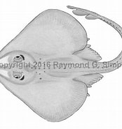 Image result for "raja Bathyphila". Size: 174 x 185. Source: watlfish.com
